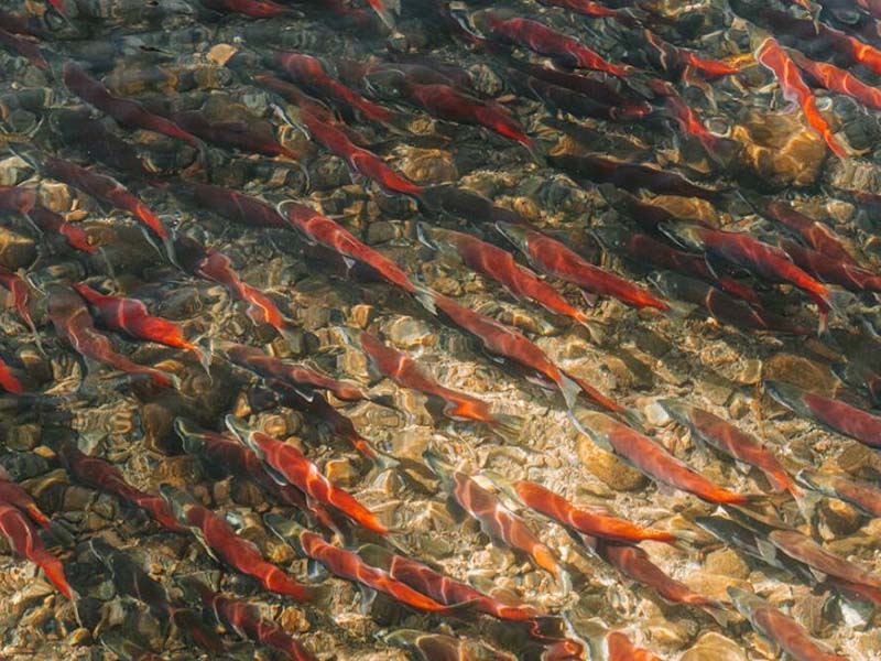 養(yǎng)魚(yú)池水質(zhì)監(jiān)測(cè)指標(biāo)（養(yǎng)魚(yú)池水質(zhì)檢測(cè)重要性）