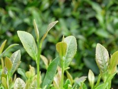 葉綠素測定儀，在植物生長中起到怎樣的作用？