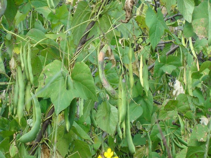 蔬菜農(nóng)殘檢測(cè)設(shè)備，檢測(cè)蕓豆農(nóng)藥殘留含量